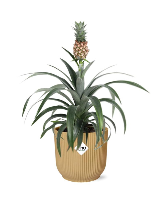 Ananas Mi Amigo incl. pot ELHO Vibes Fold 14cm geel