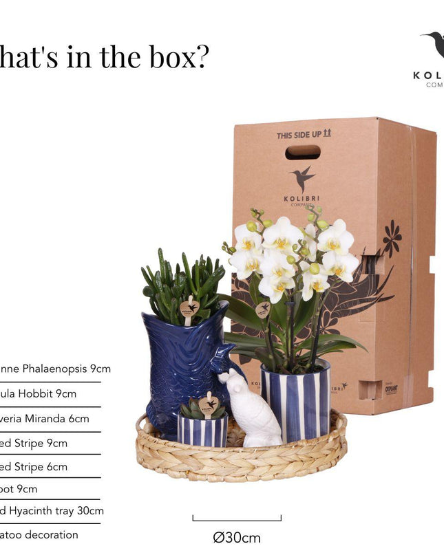 Kolibri Company | Plantenset Mediterranean Sunset | Witte Phalaenopsis Orchidee Lausanne en Succulenten incl. keramieken sierpotten
