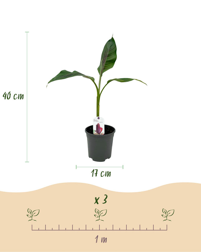 Bananen plant - 4 planten - Musa sikkemensis Red Tiger - Winterhard - Pot 17cm Hoogte 40cm