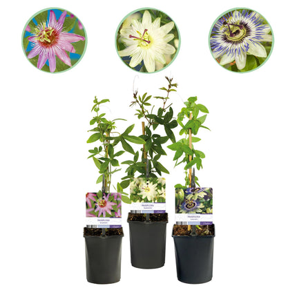 Passiflora - Passiflora Tricolore - Fiore Rosa Bianco Viola - Bassa manutenzione - 3 piante - Vaso 11cm Altezza 40cm