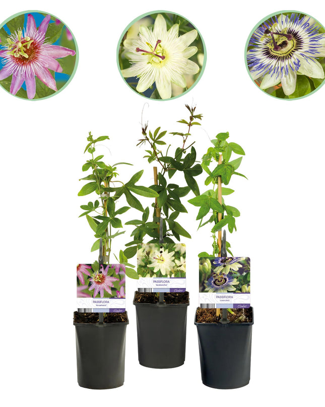Passionflower - Passiflora Tricolour - Flower Pink White Purple - Low maintenance - 3 plants - Pot 11cm Height 40cm