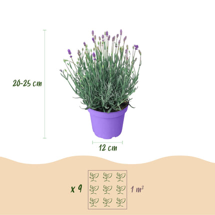 Lavandula angustifolia Munstead - Lavande - Rustique - Violet - 18 Plantes - Pot 12cm - Hauteur 15-25cm - 2m2