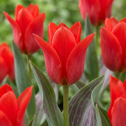 120x Tulipa Greigii Red – Greigii-Tulpe – Rot – Frühjahrsblüher – Zwiebelgröße 11/12