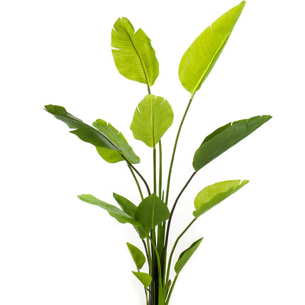 Kunstplant - Strelitzia Nicolai - Paradijsvogelbloem - ↕ 150 cm