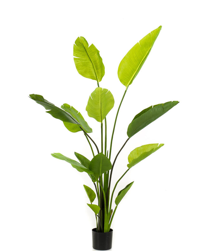 Kunstplant - Strelitzia Nicolai - Paradijsvogelbloem - ↕ 150 cm