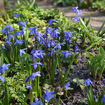400x Scilla Siberica - Siberian squill - Blue - Naturalizing bulb - Bulb size 7/8