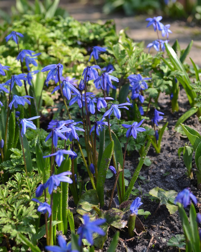 400x Scilla Siberica - Siberische sterhyacint - Blauw - Verwilderingsbol - Bolmaat 7/8