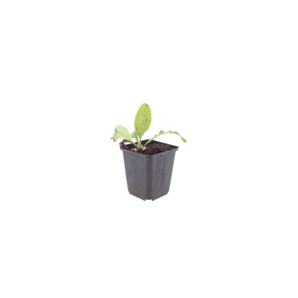 48x Echinops ritro - ↕10-25cm - Ø9cm