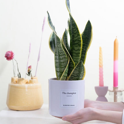 Sansevieria Gift "The Champion" met wenskaart - Ø12cm - ↕30cm