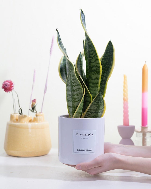 Sansevieria Gift "The Champion" met wenskaart - Ø12cm - ↕30cm