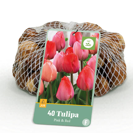 Bloembollen - Tulp Pink en Red - Kleur Roze en Rood - 40 stuks - Bolmaat 10/12