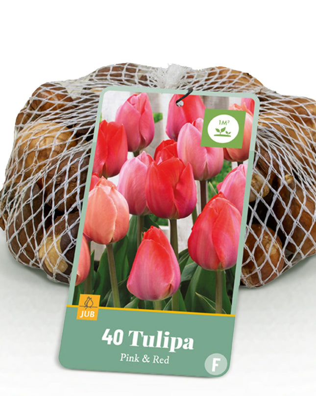 Bloembollen - Tulp Pink en Red - Kleur Roze en Rood - 40 stuks - Bolmaat 10/12