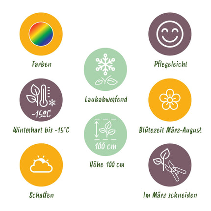 Borderpakket - Schaduw - 24 Vaste planten - 3 m2 - Diversen kleuren - Weinig Onderhoud - Pot 11cm