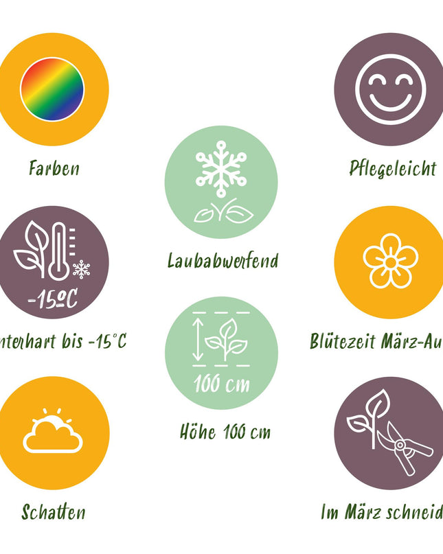 Borderpakket - Schaduw - 24 Vaste planten - 3 m2 - Diversen kleuren - Weinig Onderhoud - Pot 11cm