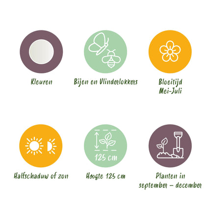 Bloembollen - Allium Mount Everest - Kleur Wit - 3 stuks - Bolmaat 16/18 - XXL Pack