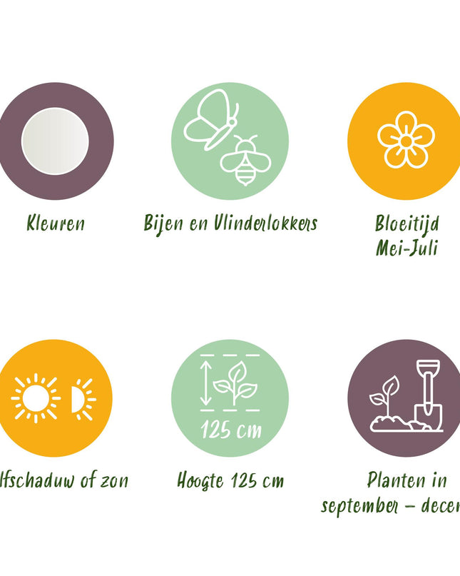 Bloembollen - Allium Mount Everest - Kleur Wit - 3 stuks - Bolmaat 16/18 - XXL Pack