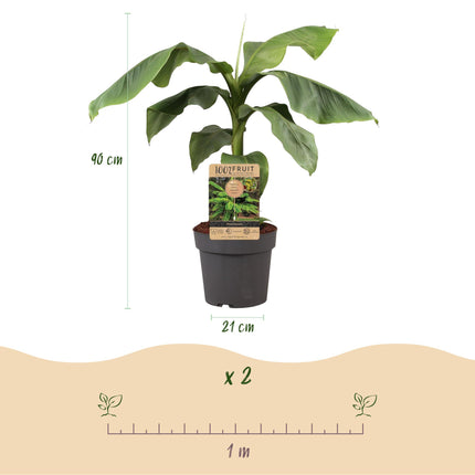 Musa Basjoo - Bananenboom - Winterhard - Groen - 1 Plant - Pot 21cm - Hoogte 90cm