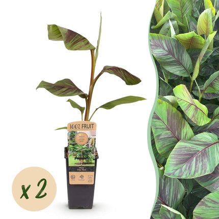 Plátano de fibra japonés - Musa Ever Red - Resistente al invierno - 2 plantas - Maceta 15cm Altura 50cm