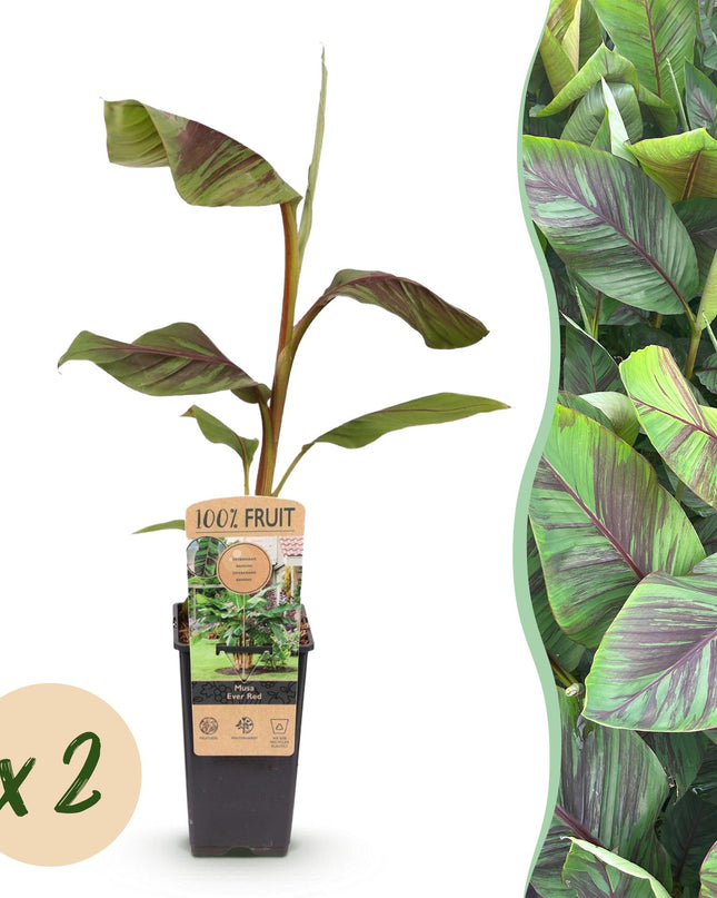 Plátano de fibra japonés - Musa Ever Red - Resistente al invierno - 2 plantas - Maceta 15cm Altura 50cm