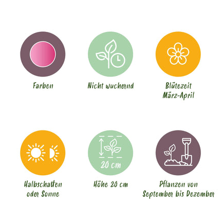 Bloembollen - Corydalis Beth Evans - Kleur Wit en Paars - 20 stuks - Bolmaat 6/7 - XXL Pack