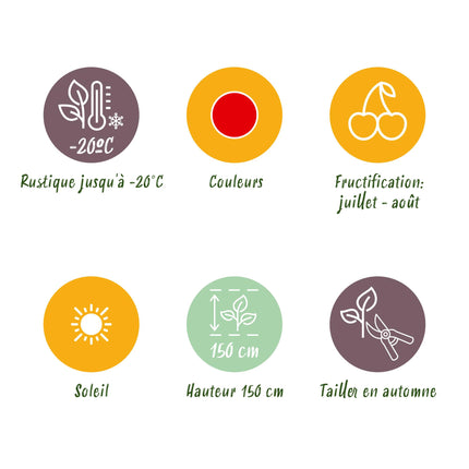 Rote Johannisbeersträucher - 6 Pflanzen - Ribes rubrum Jonkheer van Tets - Winterfest - Topf 9 cm