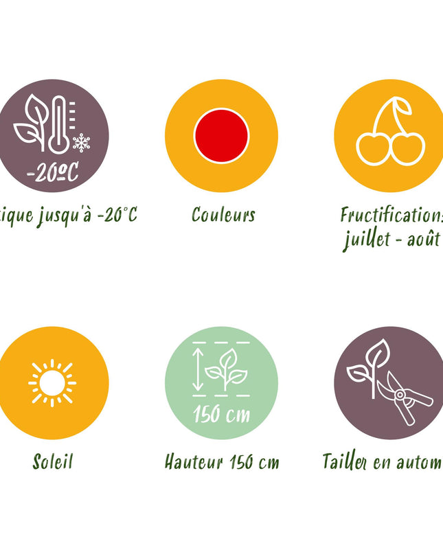 Red Currant Fruit Plants - 6 Plants - Ribes rubrum Jonkheer van Tets - Hardy in Winter - Pot 9 cm