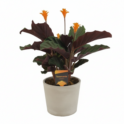 Calathea Crocata - Ø14cm - ↕40cm