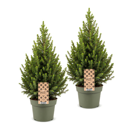 2x Kerstboom Picea glauca Conica - Kegelspar - Ø19cm - ↕65cm