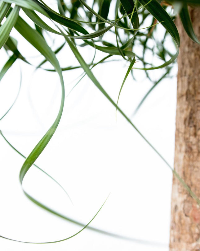 Beaucarnea XXL - 200cm