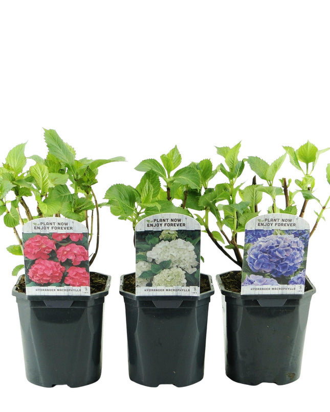 Hortensia - Hydrangea macrophylla Tricolour - Bloem Blauw, Roze en Wit  - 3 Planten - Bladverliezend - Weinig Onderhoud - Pot 17cm Hoogte 30cm