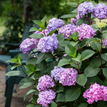 Hortensia Paars - Hydrangea Endles Summer Summer Love Purple - 8 Planten - Pot 14cm - Hoogte 20-25cm