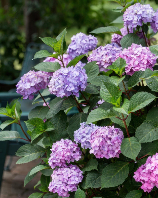 Hortensia Paars - Hydrangea Endles Summer Summer Love Purple - 8 Planten - Pot 14cm - Hoogte 20-25cm