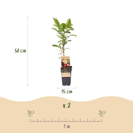 Kiwipflanze Actinidia deliciosa Ken's Red - Weiblich - Rote Frucht - 2 Pflanzen - Topf 15cm - Höhe 50cm