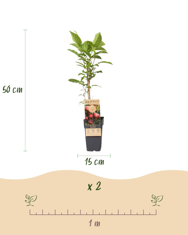 Kiwipflanze Actinidia deliciosa Ken's Red - Weiblich - Rote Frucht - 2 Pflanzen - Topf 15cm - Höhe 50cm