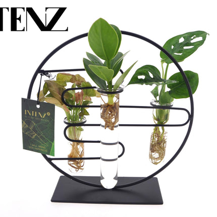 Kamerplanten Intenz Mix In Dubai 2.0 Glas - Ø12cm - ↕25cm