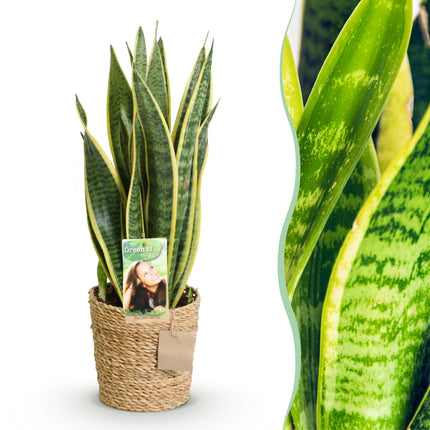 Bogenhanf - Sansevieria Laurentii + Korb - Topf 17cm - Höhe 60-70cm