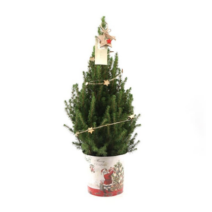 Kleine Kerstboom in Kerstmis sierpot + lichtjes incl. batterijen- 70 cm - Picea Glauca Conica