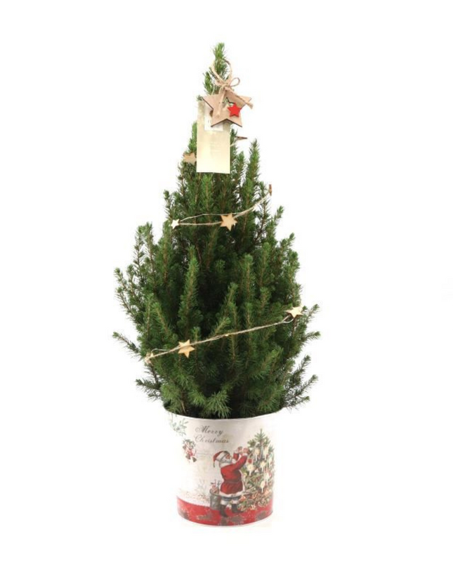 Kleine Kerstboom in Kerstmis sierpot + lichtjes incl. batterijen- 70 cm - Picea Glauca Conica