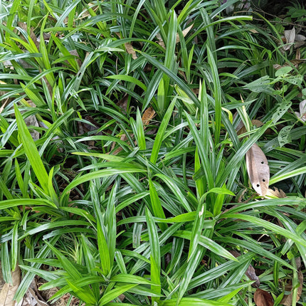 Siergrassen -  Carex morrowii Irish Green - Groen & Geel - 2 Planten - Bladhoudend - Weinig Onderhoud - Pot 17cm Hoogte 50cm