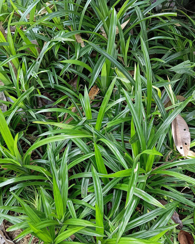 Siergrassen -  Carex morrowii Irish Green - Groen & Geel - 2 Planten - Bladhoudend - Weinig Onderhoud - Pot 17cm Hoogte 50cm