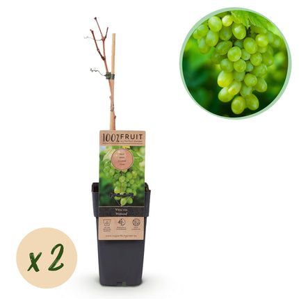 Witte Druif - 2 planten - Vitis vinifera Himrod - Pitloos - Pot 15cm Hoogte 50cm