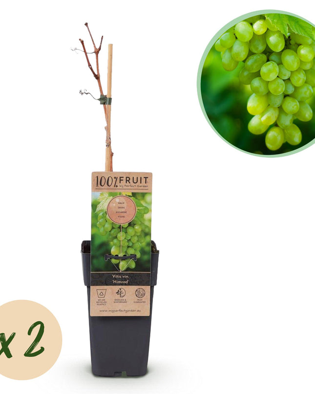 Witte Druif - 2 planten - Vitis vinifera Himrod - Pitloos - Pot 15cm Hoogte 50cm