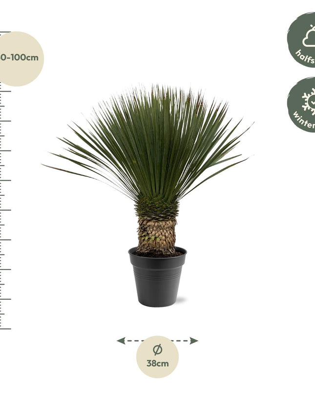 Yucca Rostrata - 80 - 100cm- Ø38