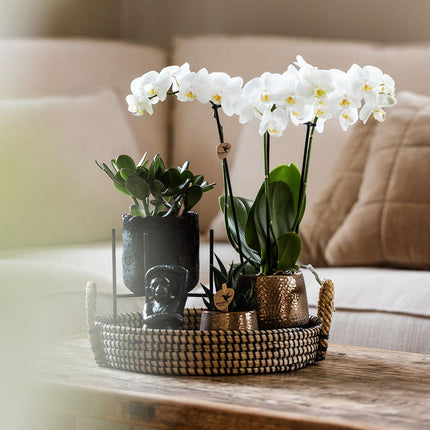 Kolibri Company | Gift set Urban Nature | Plantenset met Phalaenopsis Orchidee en Succulenten incl. keramieken sierpotten