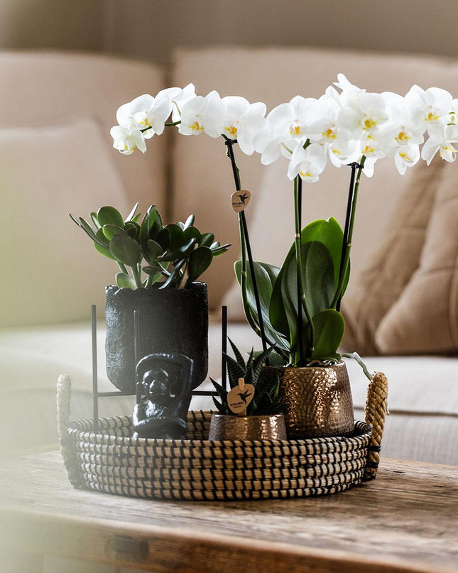 Kolibri Company | Gift set Urban Nature | Plantenset met Phalaenopsis Orchidee en Succulenten incl. keramieken sierpotten