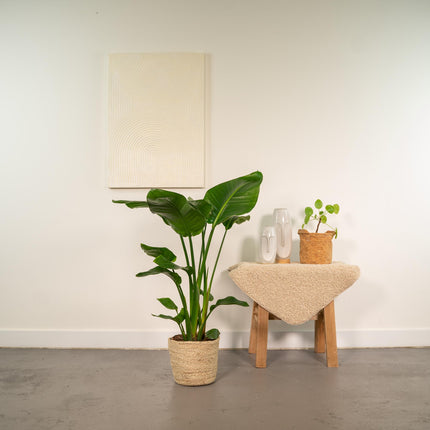 Strelitzia Nicolai incl. mand Selin - Ø19cm - ↕90cm