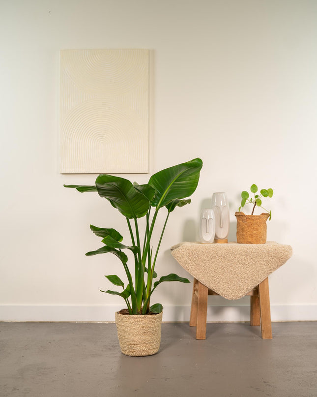 Strelitzia Nicolai incl. mand Selin - Ø19cm - ↕90cm
