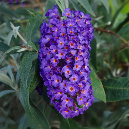 Arbuste à papillons bleu - 3 plantes - Buddleja davidii Empire Blue - Rustique - Pot 17cm - Hauteur 45cm