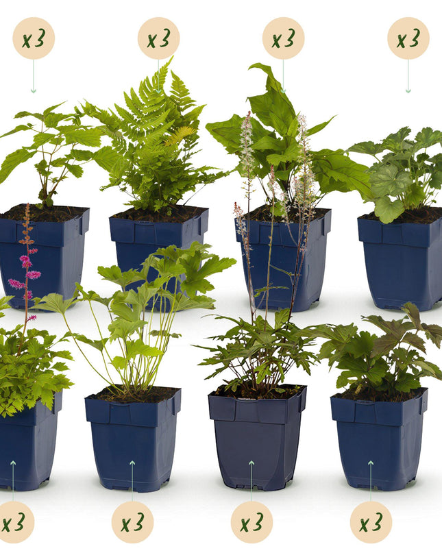 Borderpakket - Schaduw - 24 Vaste planten - 3 m2 - Diversen kleuren - Weinig Onderhoud - Pot 11cm