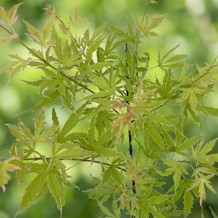 Japanse Esdoorn - Acer palmatum Methamorphosa - 2 stuks - Pot 19cm Hoogte 70cm